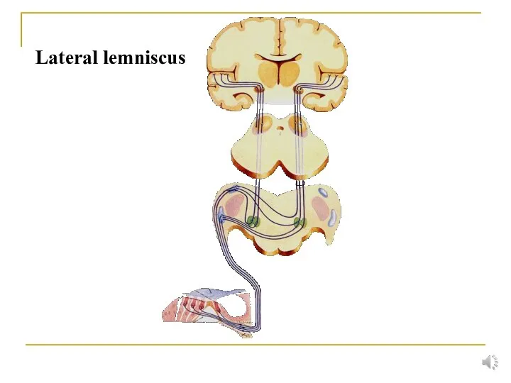 Lateral lemniscus