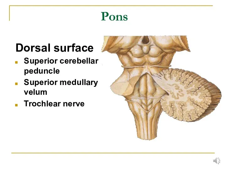 Pons Dorsal surface Superior cerebellar peduncle Superior medullary velum Trochlear nerve