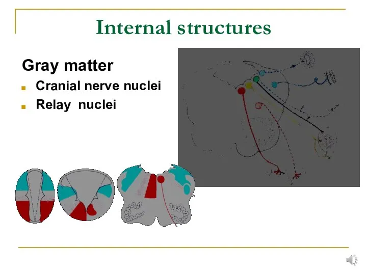 Internal structures Gray matter Cranial nerve nuclei Relay nuclei