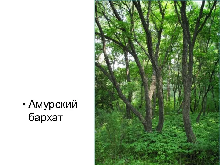 Амурский бархат