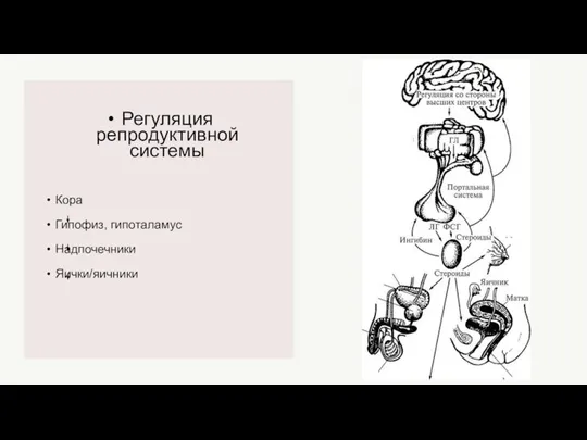 Регуляция репродуктивной системы Кора Гипофиз, гипоталамус Надпочечники Яички/яичники