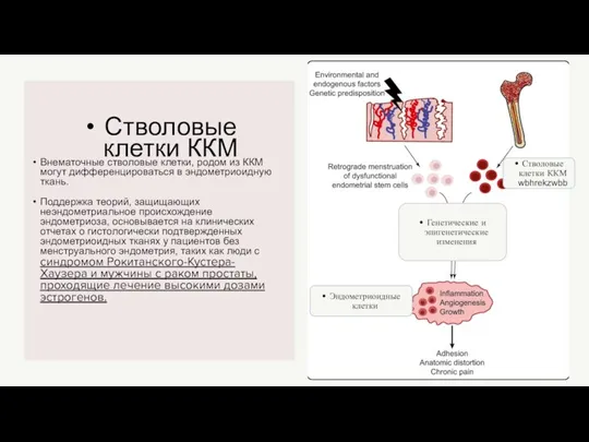 Стволовые клетки ККМ Внематочные стволовые клетки, родом из ККМ могут дифференцироваться в