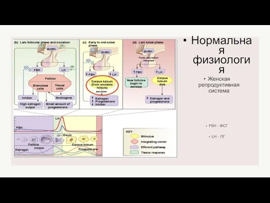 Женская репродуктивная система Нормальная физиология FSH - ФСГ LH - ЛГ