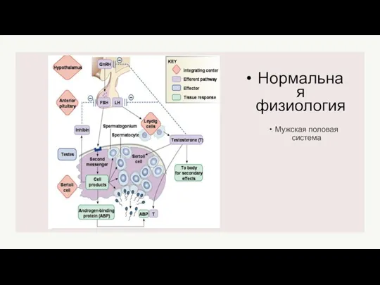 Мужская половая система Нормальная физиология