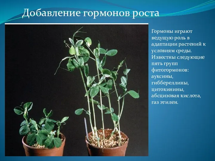 Добавление гормонов роста Гормоны играют ведущую роль в адаптации растений к условиям