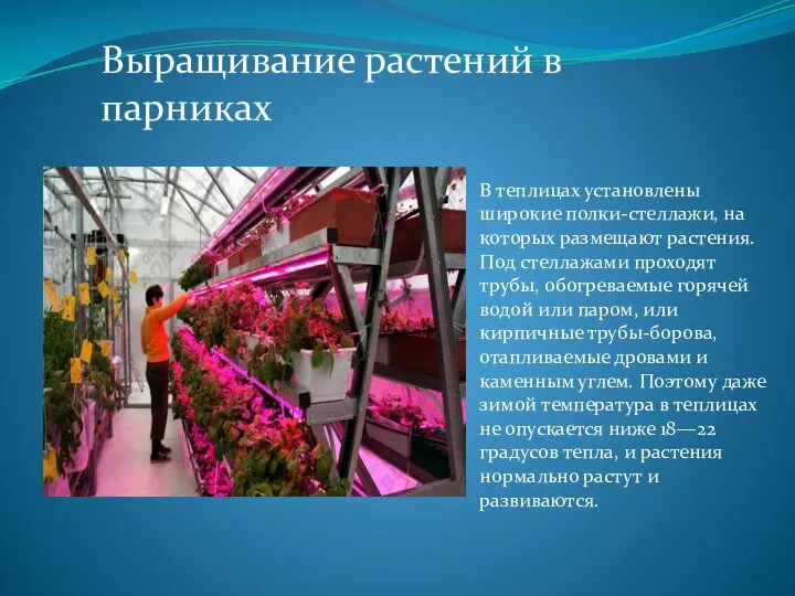 Выращивание растений в парниках В теплицах установлены широкие полки-стеллажи, на которых размещают