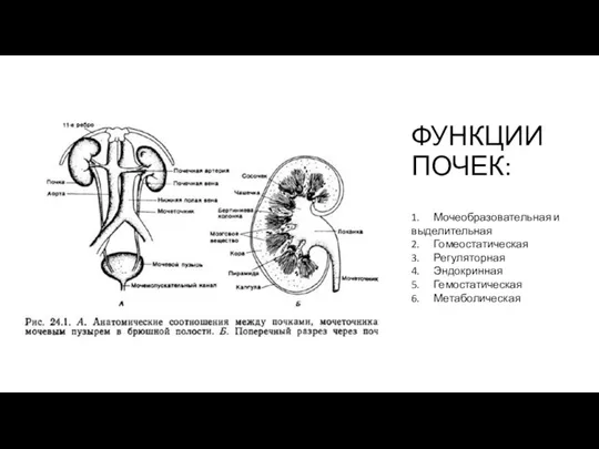 ФУНКЦИИ ПОЧЕК: 1. Мочеобразовательная и выделительная 2. Гомеостатическая 3. Регуляторная 4. Эндокринная 5. Гемостатическая 6. Метаболическая