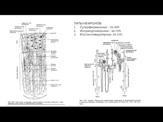 ТИПЫ НЕФРОНОВ: 1. Суперфициальные – 20-30% 2. Интракортикальные – 60-70% 3. Юкстагломерулярные -10-15%