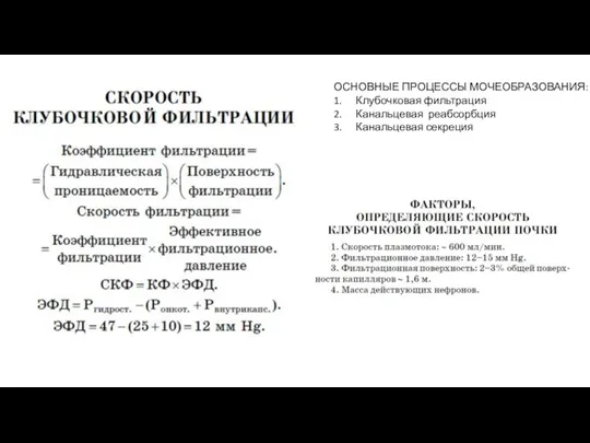 ОСНОВНЫЕ ПРОЦЕССЫ МОЧЕОБРАЗОВАНИЯ: 1. Клубочковая фильтрация 2. Канальцевая реабсорбция 3. Канальцевая секреция