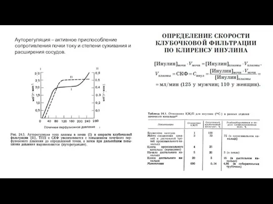 Ауторегуляция – активное приспособление сопротивления почки току и степени суживания и расширения сосудов.