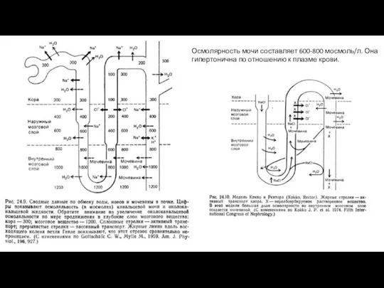 Осмолярность мочи составляет 600-800 мосмоль/л. Она гипертонична по отношению к плазме крови.