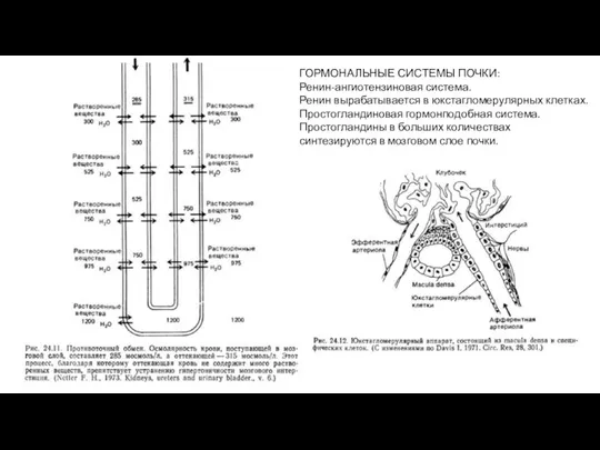 ГОРМОНАЛЬНЫЕ СИСТЕМЫ ПОЧКИ: Ренин-ангиотензиновая система. Ренин вырабатывается в юкстагломерулярных клетках. Простогландиновая гормонподобная