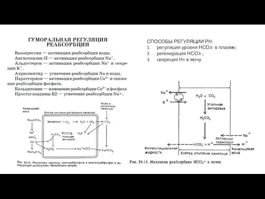 СПОСОБЫ РЕГУЛЯЦИИ РН: 1. регуляция уровня НСО3- в плазме; 2. регенерация НСО3-;