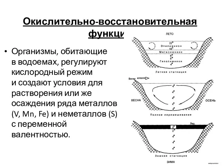 Окислительно-восстановительная функция Организмы, обитающие в водоемах, регулируют кислородный режим и создают условия