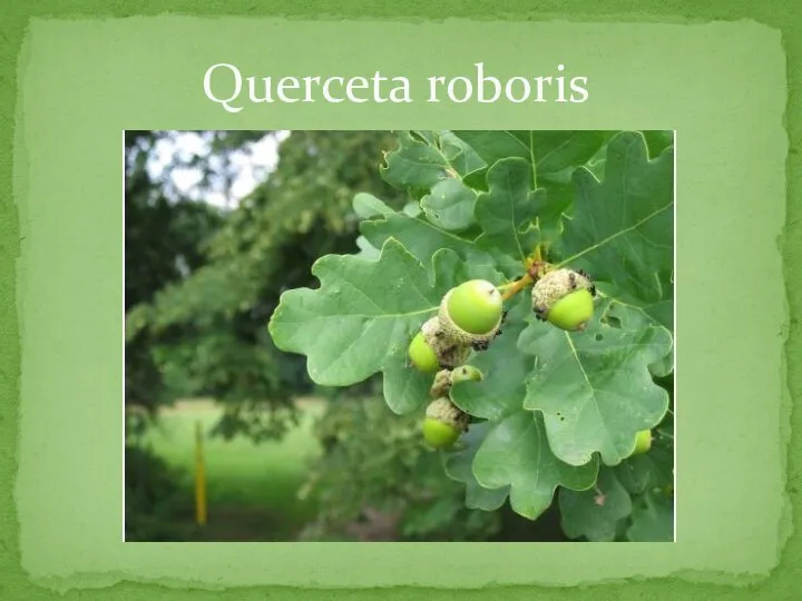 Querceta roboris