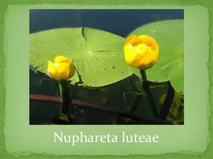 Nuphareta luteae