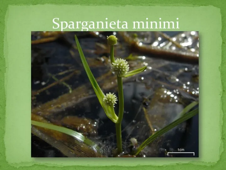 Sparganieta minimi