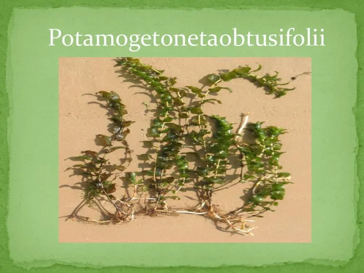 Potamogetonetaobtusifolii