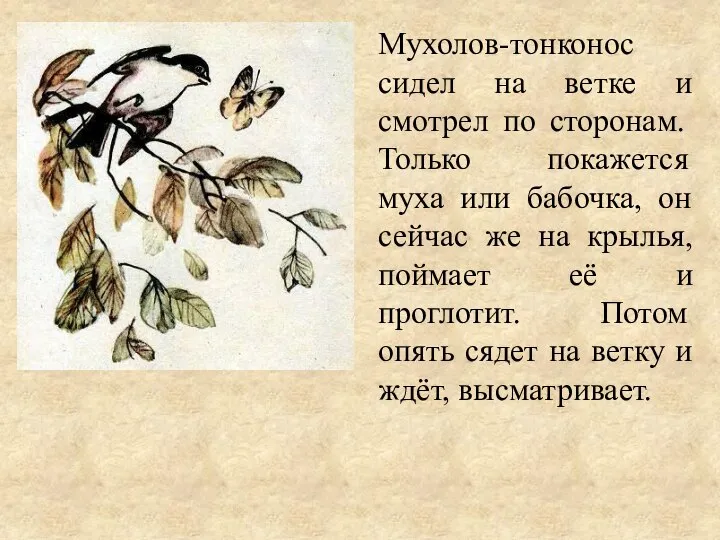 Мухолов-тонконос сидел на ветке и смотрел по сторонам. Только покажется муха или