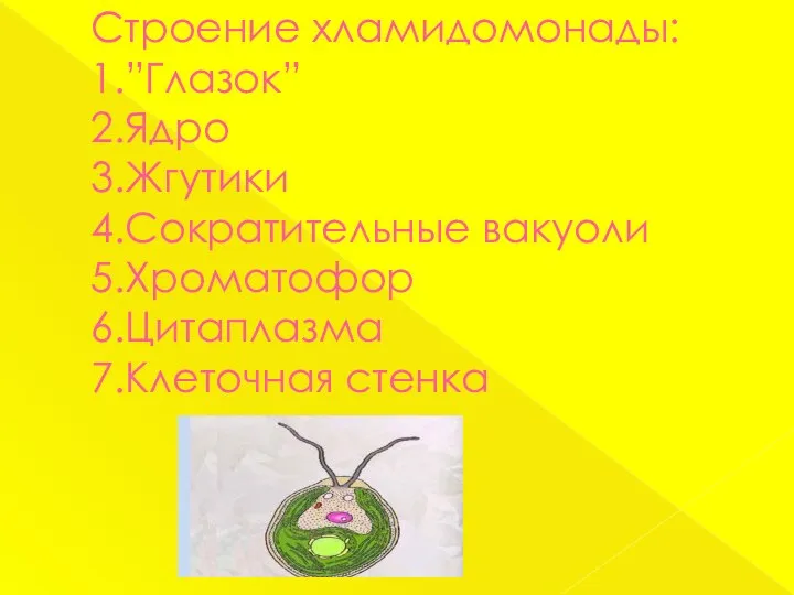 Строение хламидомонады: 1.”Глазок” 2.Ядро 3.Жгутики 4.Сократительные вакуоли 5.Хроматофор 6.Цитаплазма 7.Клеточная стенка