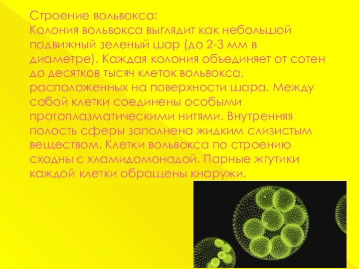 Строение вольвокса: Колония вольвокса выглядит как небольшой подвижный зеленый шар (до 2-3