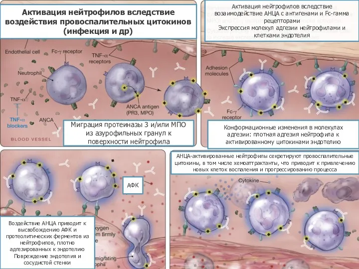 Активация нейтрофилов вследствие воздействия провоспалительных цитокинов (инфекция и др) Активация нейтрофилов вследствие