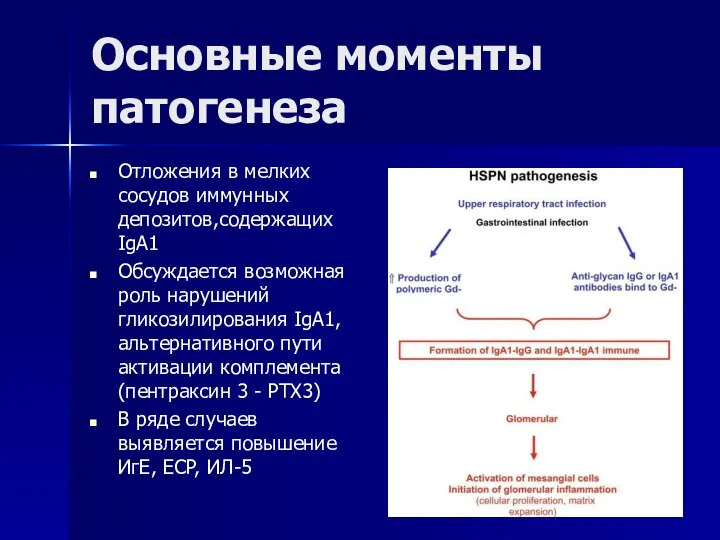 Основные моменты патогенеза Отложения в мелких сосудов иммунных депозитов,содержащих IgA1 Обсуждается возможная