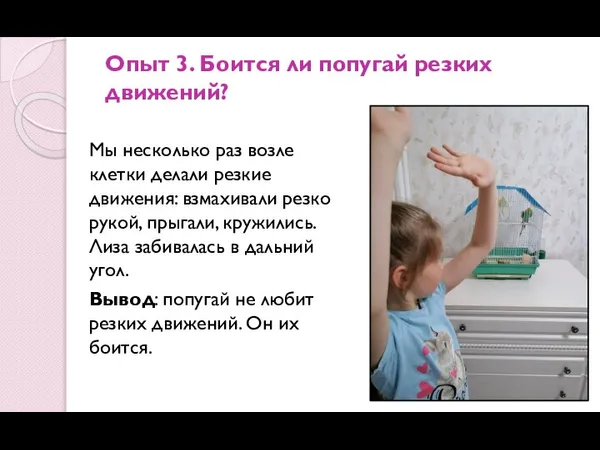 Опыт 3. Боится ли попугай резких движений? Мы несколько раз возле клетки