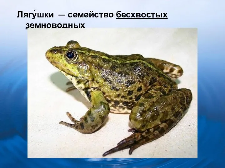 Лягу́шки — семейство бесхвостых земноводных