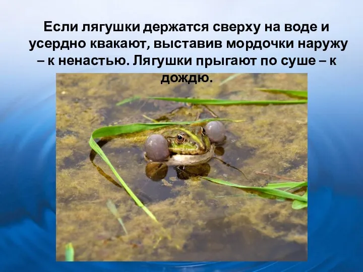 Если лягушки держатся сверху на воде и усердно квакают, выставив мордочки наружу