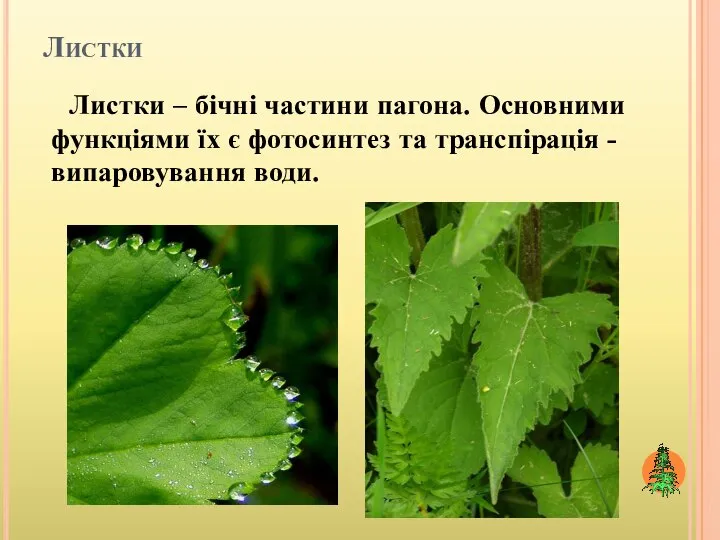 Листки Листки – бічні частини пагона. Основними функціями їх є фотосинтез та транспірація - випаровування води.