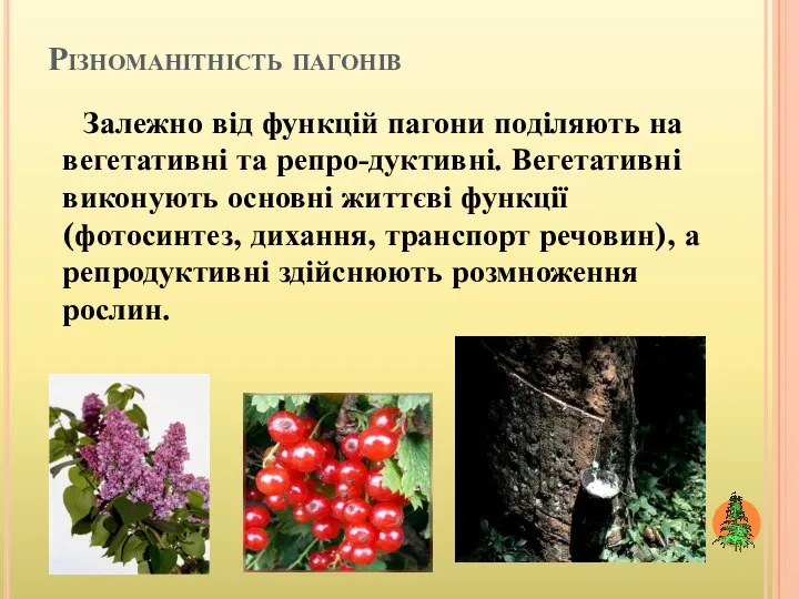 Різноманітність пагонів Залежно від функцій пагони поділяють на вегетативні та репро-дуктивні. Вегетативні