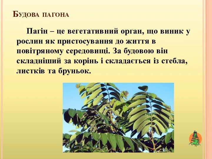 Будова пагона Пагін – це вегетативний орган, що виник у рослин як