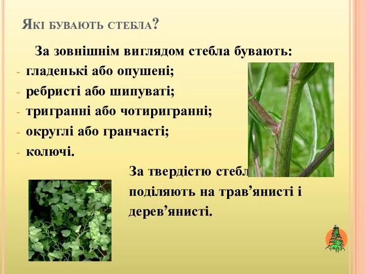 Які бувають стебла? За зовнішнім виглядом стебла бувають: гладенькі або опушені; ребристі