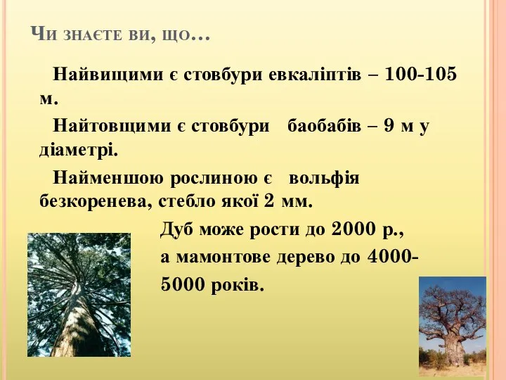 Чи знаєте ви, що… Найвищими є стовбури евкаліптів – 100-105 м. Найтовщими