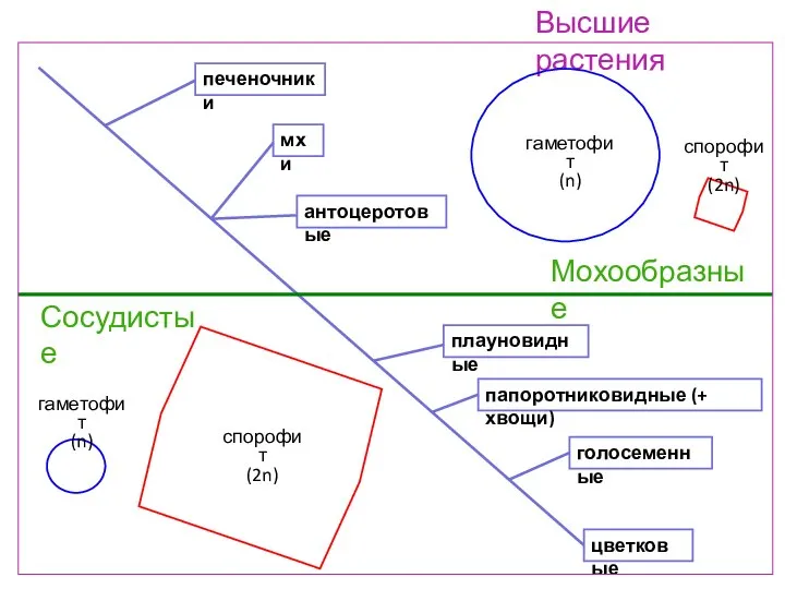 голосеменные цветковые папоротниковидные (+ хвощи) плауновидные мхи антоцеротовые печеночники Мохообразные Сосудистые Высшие