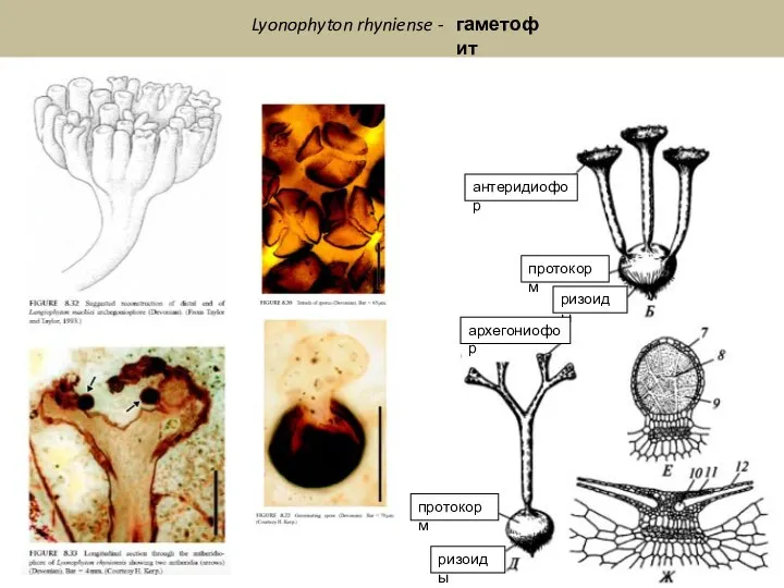 Lyonophyton rhyniense - гаметофит протокорм антеридиофор ризоиды архегониофор протокорм ризоиды