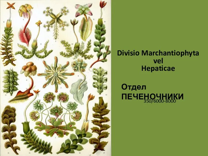 Отдел ПЕЧЕНОЧНИКИ 350/6000-8000 Divisio Marchantiophyta vel Hepaticae