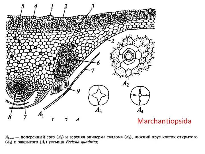 Marchantiopsida