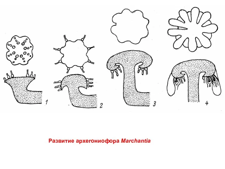 Развитие архегониофора Marchantia