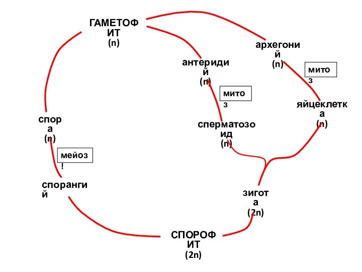ГАМЕТОФИТ (n) СПОРОФИТ (2n) архегоний (n) антеридий (n) яйцеклетка (n) сперматозоид (n)