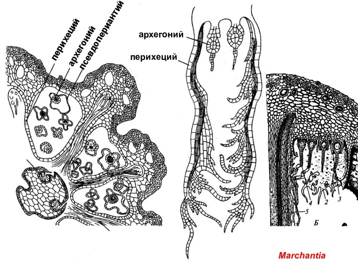 Marchantia перихеций архегоний архегоний перихеций псевдопериантий