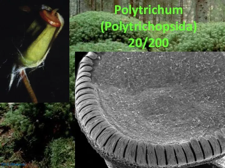 Polytrichum (Polytrichopsida) 20/200 (М.С.Игнатов)