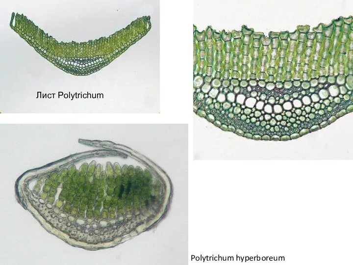 Лист Polytrichum Polytrichum hyperboreum