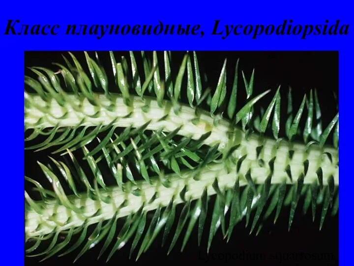 Класс плауновидные, Lycopodiopsida Lycopodium squarrosum