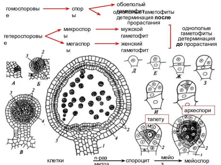 гомоспоровые гетероспоровые микроспоры мегаспоры споры обоеполый гаметофит однополые гаметофиты детерминация после прорастания