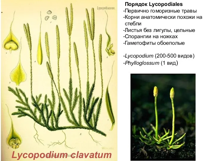 Lycopodium clavatum Порядок Lycopodiales Первично гоморизные травы Корни анатомически похожи на стебли