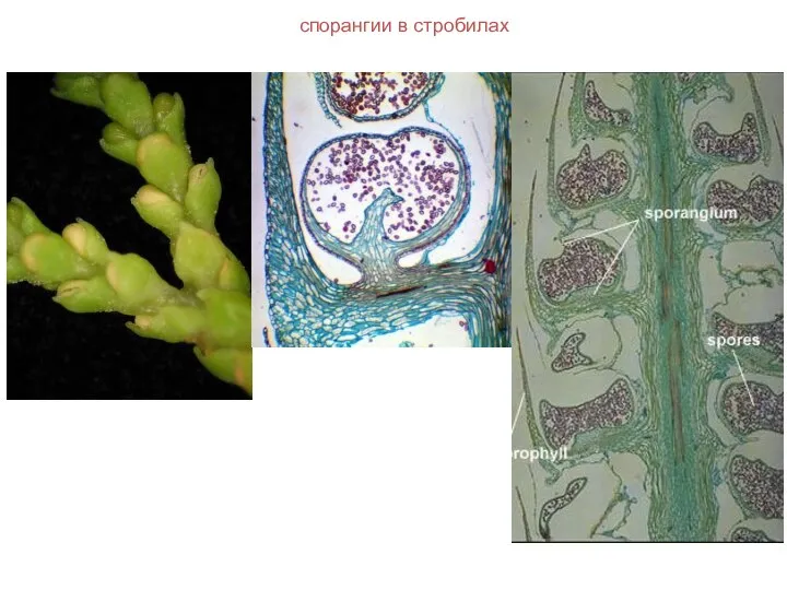 спорангии в стробилах
