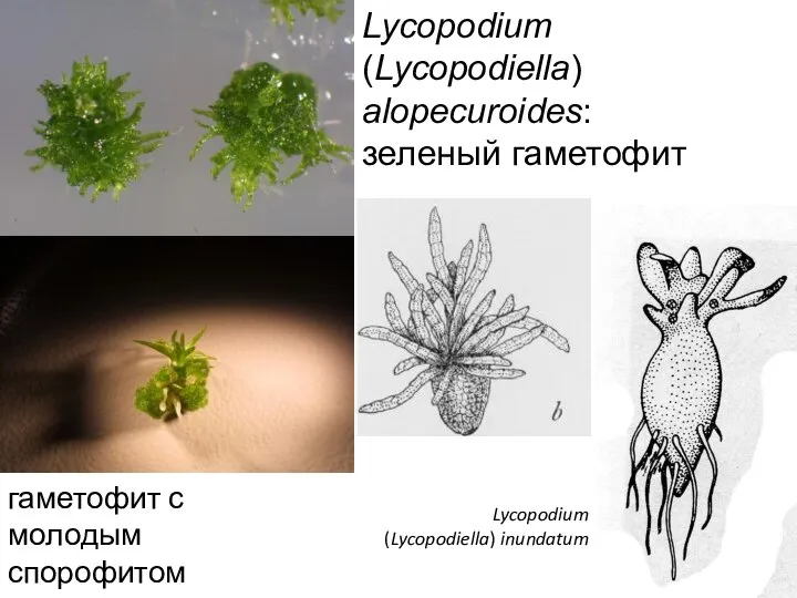 Lycopodium (Lycopodiella) alopecuroides: зеленый гаметофит гаметофит с молодым спорофитом Lycopodium (Lycopodiella) inundatum