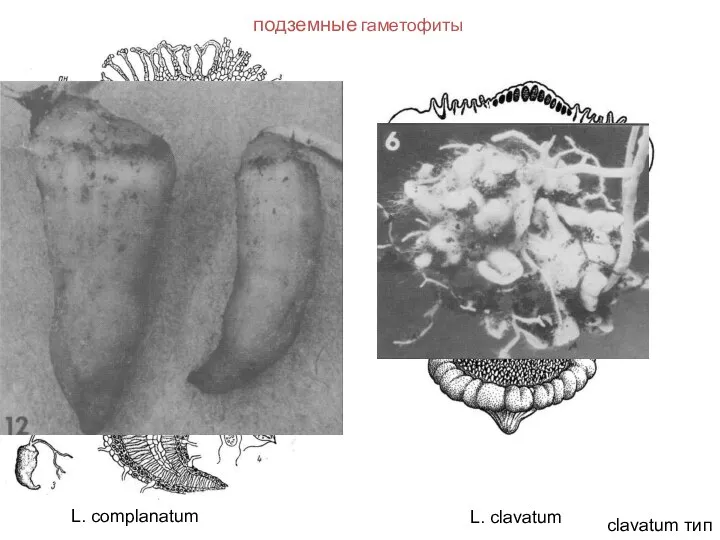 подземные гаметофиты clavatum тип L. complanatum L. clavatum